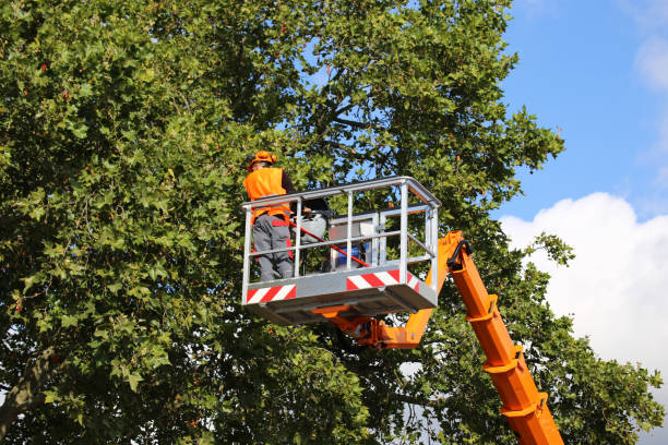 Professional Tree Services in Grovetown, GA